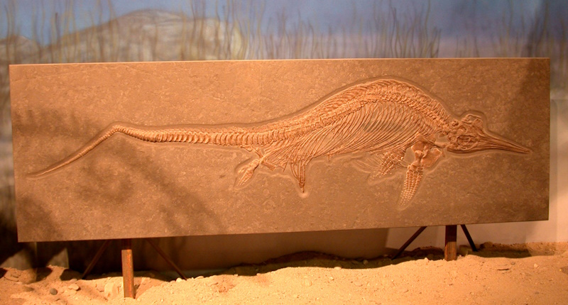 Ichthyosaurus fossil