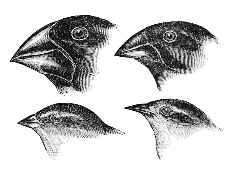 Darwin's finches