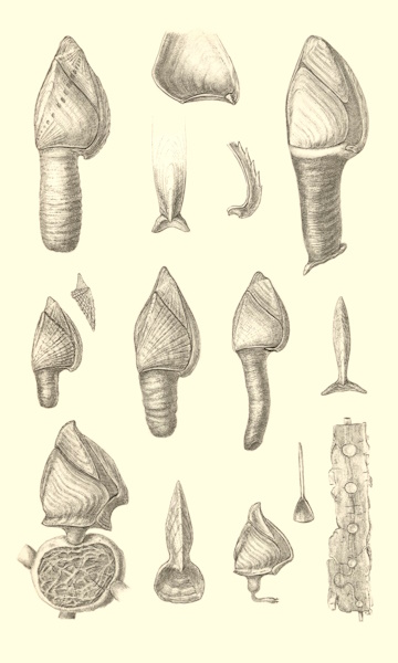 barnacles