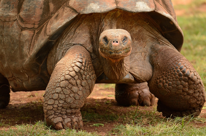 Galapagos tortoise