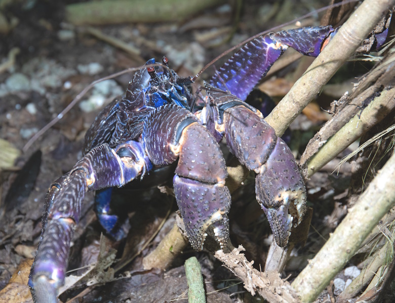 coconut crab