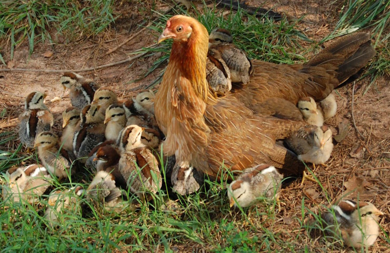 hen with adoptive chicks