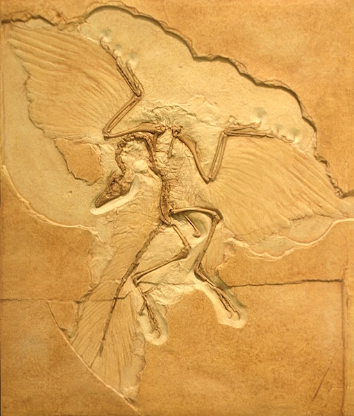 Archaeopteryx