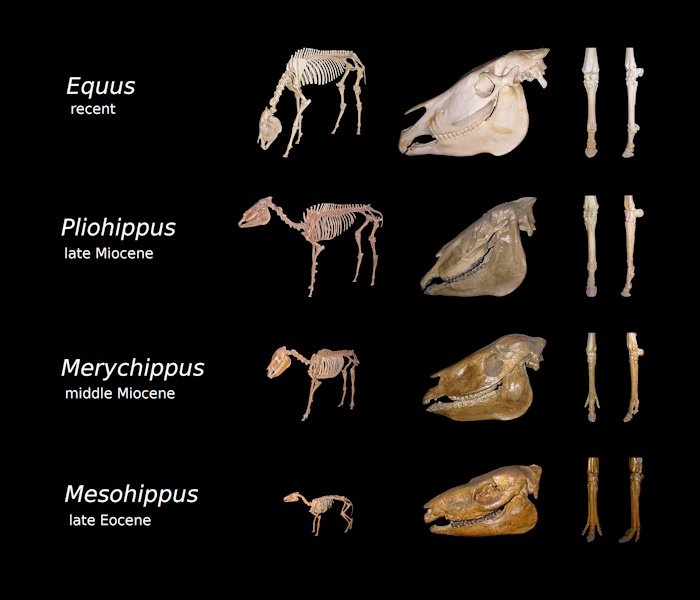 horse evolution