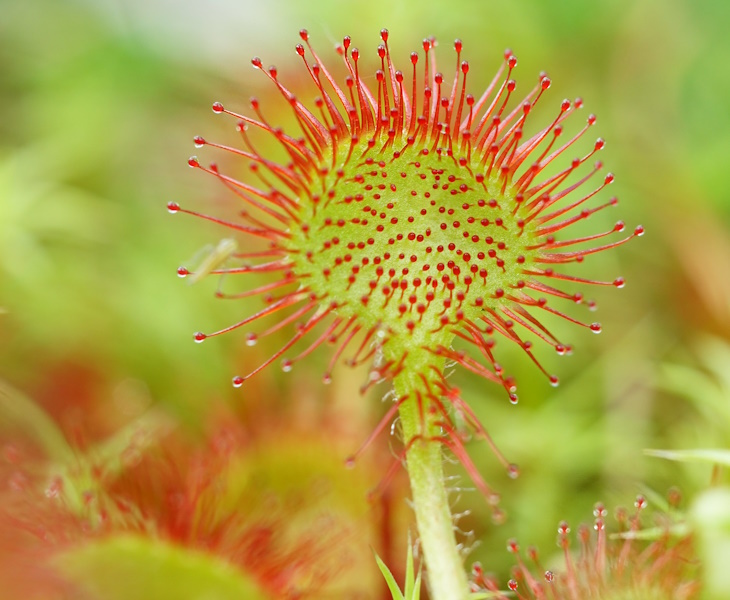 sundew plant