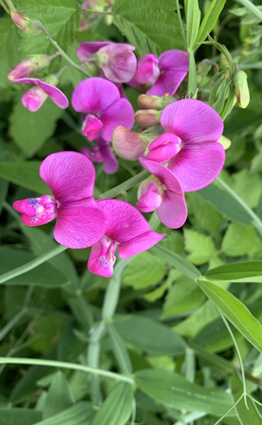 pea plant