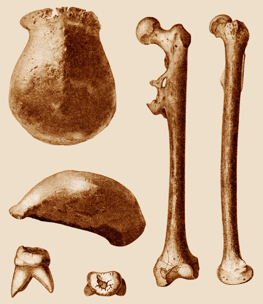 Pithecanthropus erectus remains