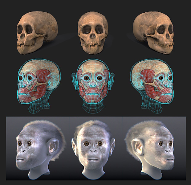 Taung child