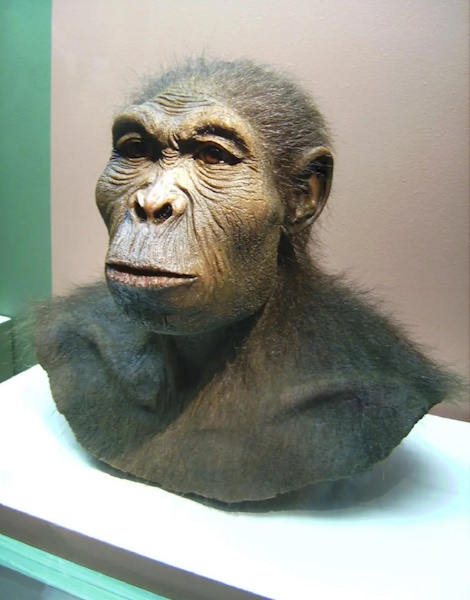 Homo habilis