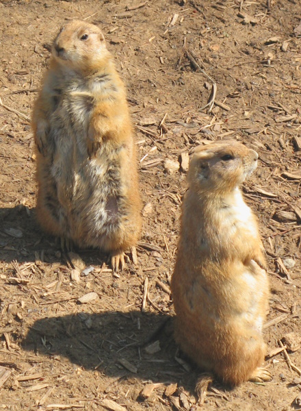 prairie dogs on alert