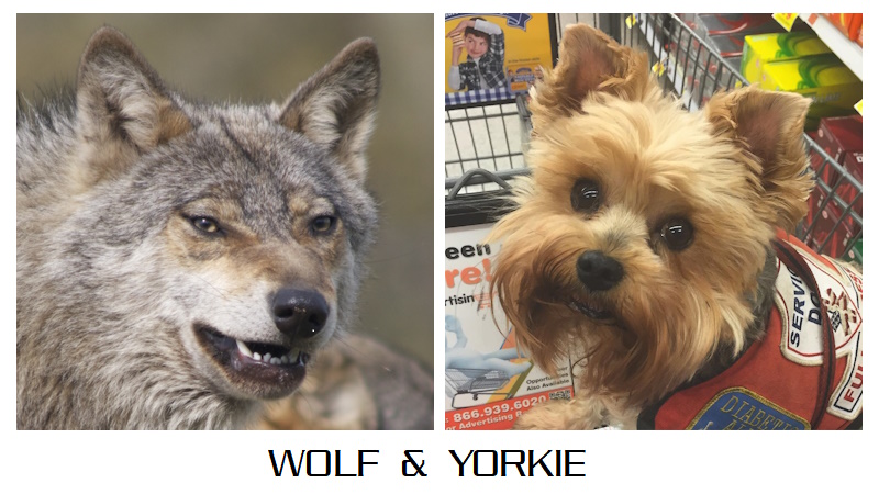wolf & yorkie
