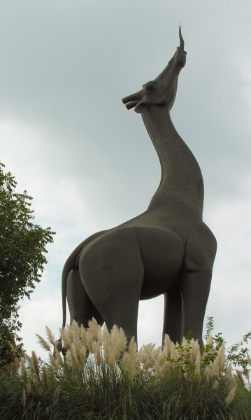 the neck of the giraffe