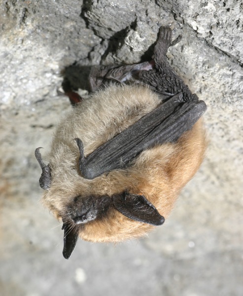Myotis bat