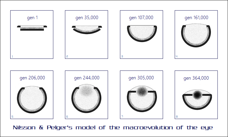 the evolution of the eye