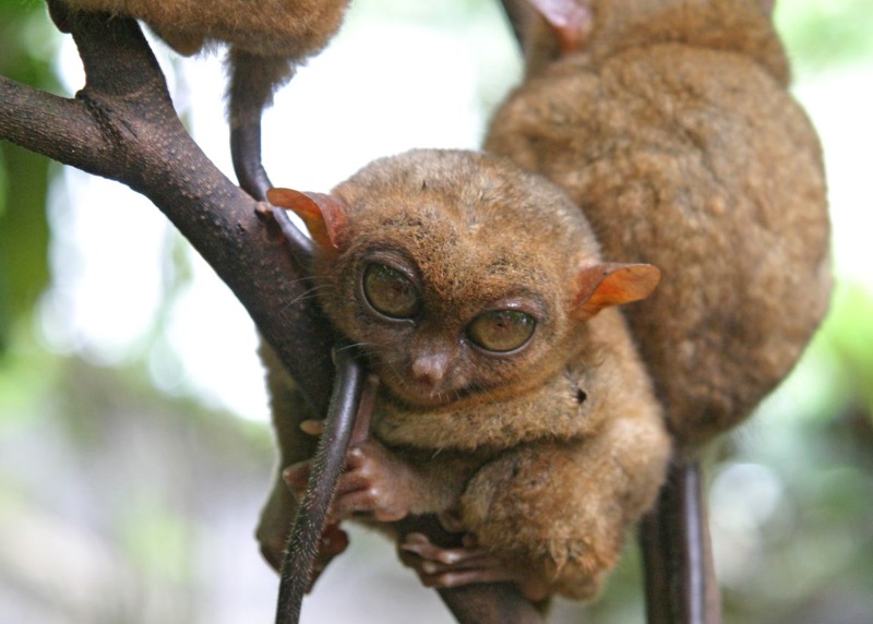 tarsiers