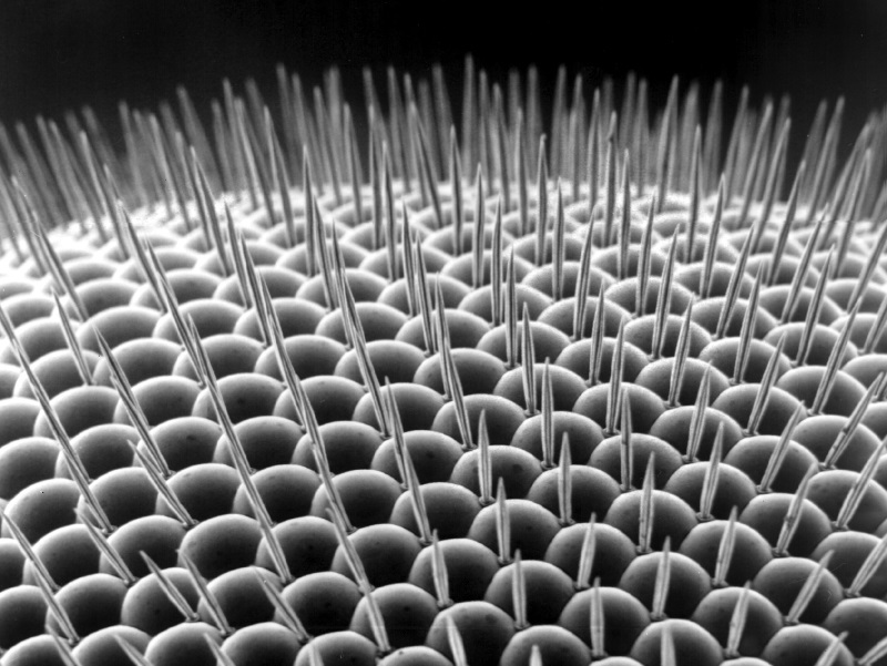 fly compound eye