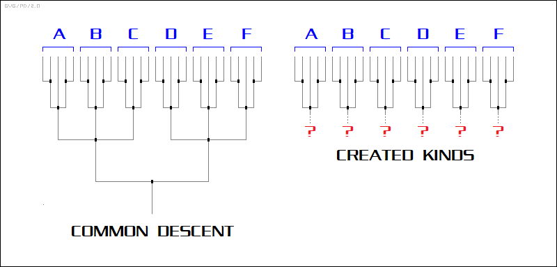 common descent versus created kinds