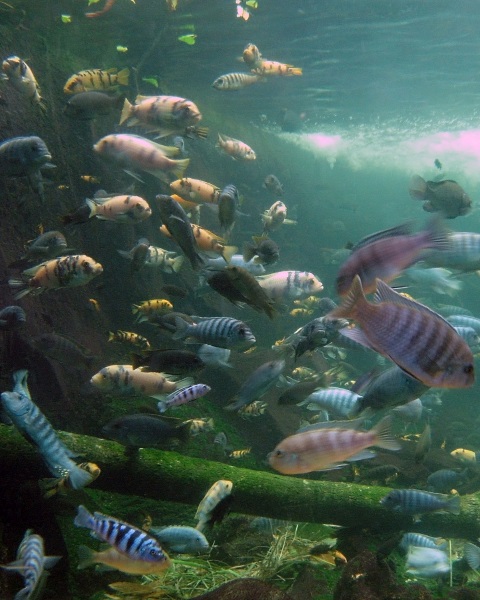 cichlid fish