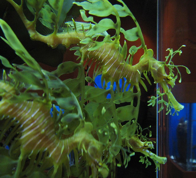 leafy sea dragons