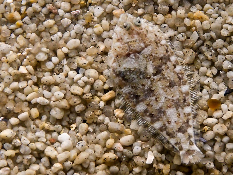 flatfish