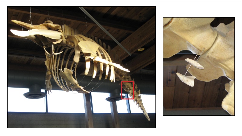 vestigial leg bones of whales