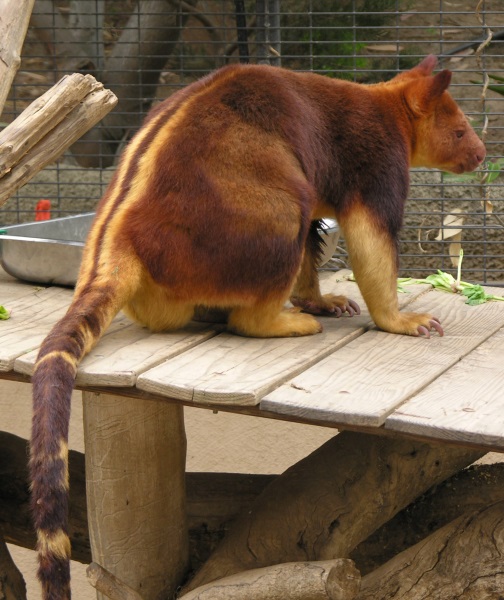 tree kangaroo