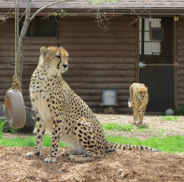 cheetahs