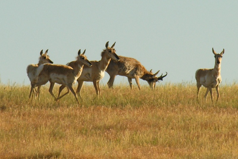 prongbuck with does