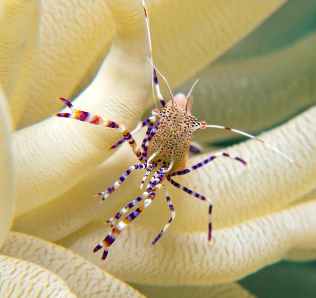 cleaner shrimp