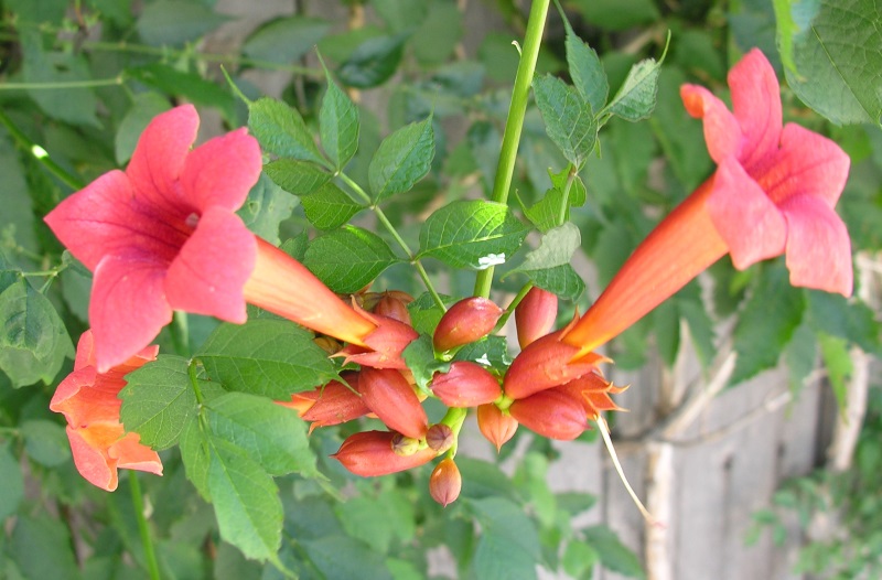 trumpet creeper vine flower