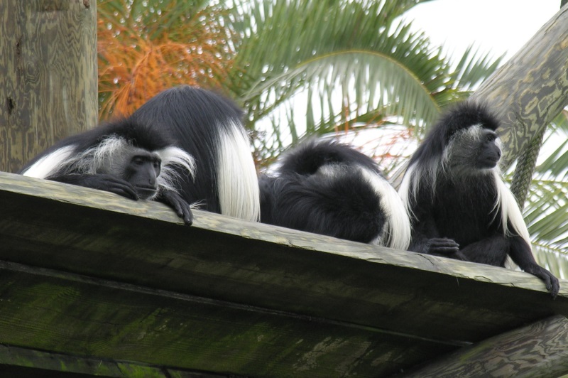colobus monkeys