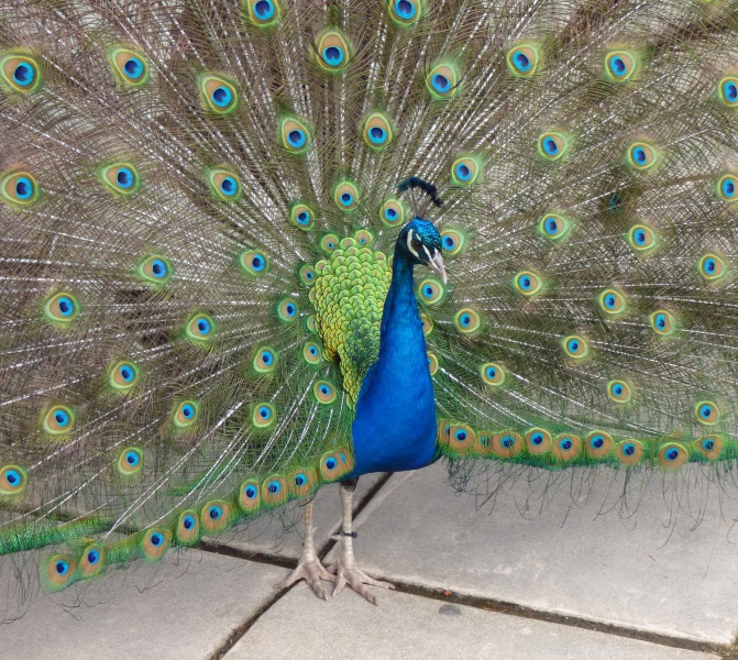 the peacock's tail