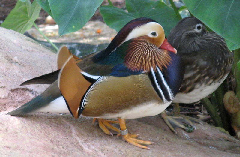 mandarin ducks