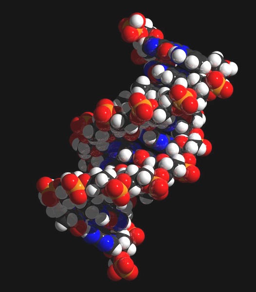 DNA double helix
