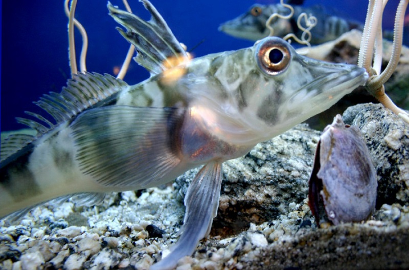 icefish