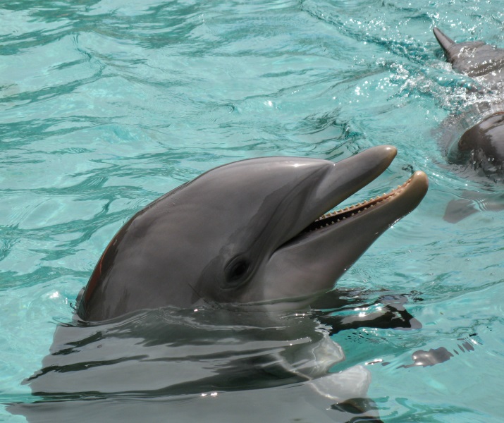 bottlenose dolphin