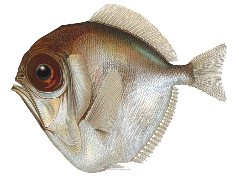 silver spinyfin