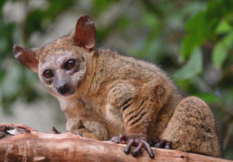 bushbaby