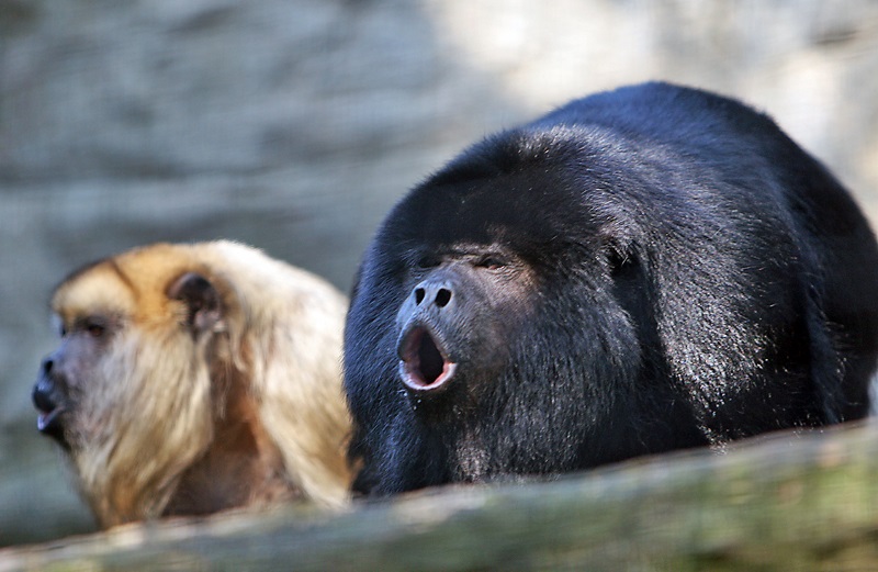 howler monkeys