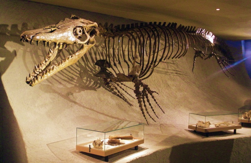 Mosasaurus