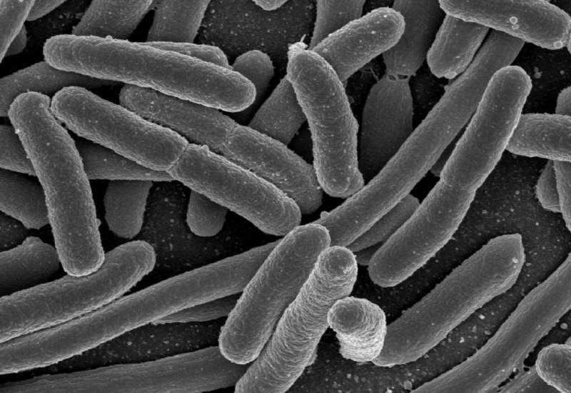 E. coli bacteria