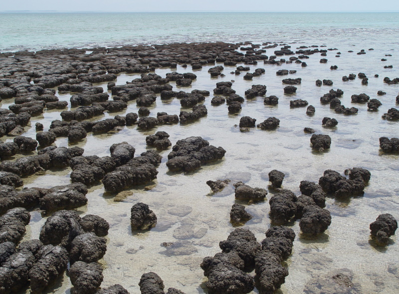 stromatolites