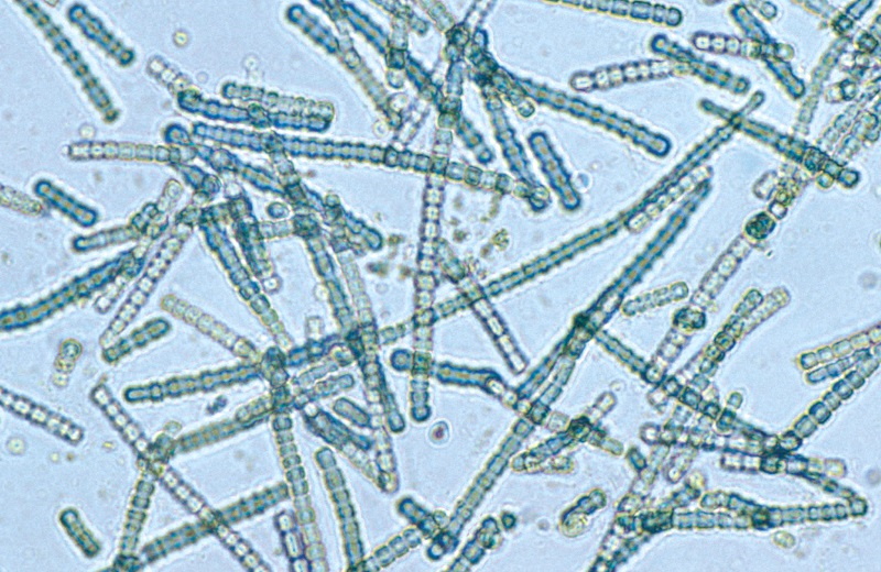 cyanobacteria