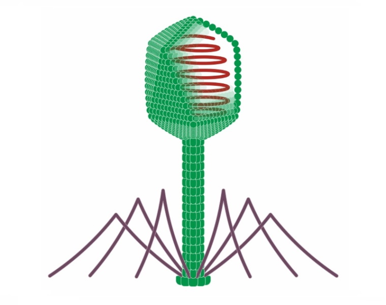 T4 bacteriophage