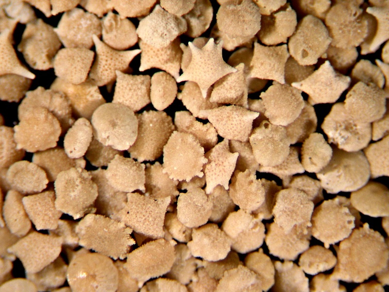 foraminifera sand