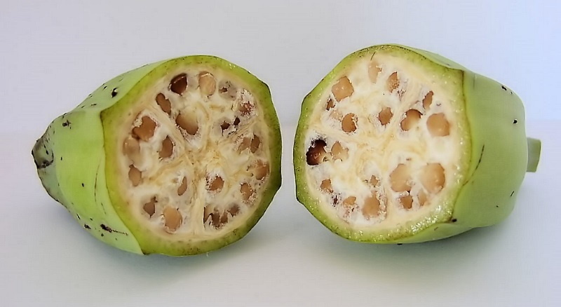wild banana