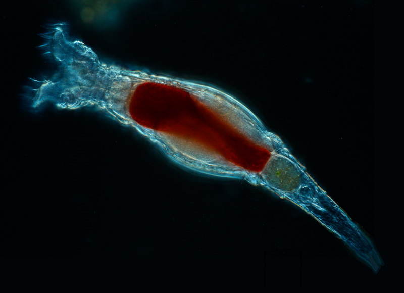 bdelloid rotifer