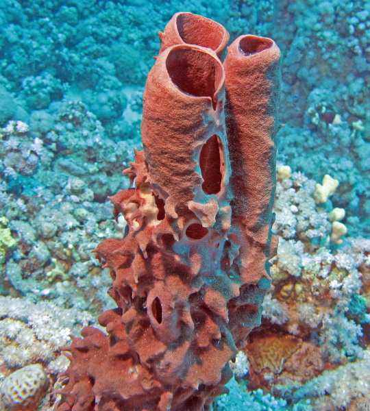 tube sponge