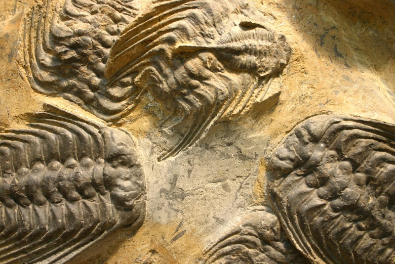 trilobite fossils