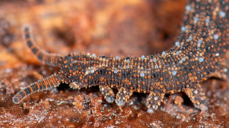 velvet worm